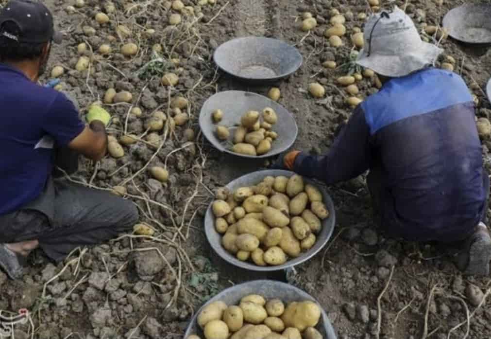 تصویر 3 از فروش سیب زمینی عمده بورن